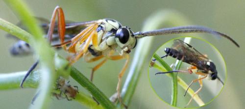 Syrphoctonus tarsatorius
